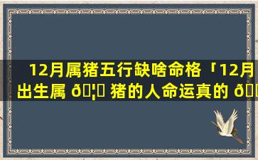 12月属猪五行缺啥命格「12月出生属 🦊 猪的人命运真的 🐕 不好吗」